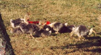 gans2