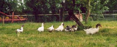 gans3