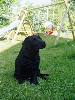 benji1