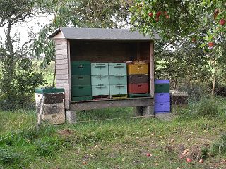bienen2