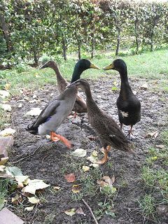 enten1